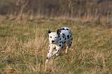 DALMATIEN 440